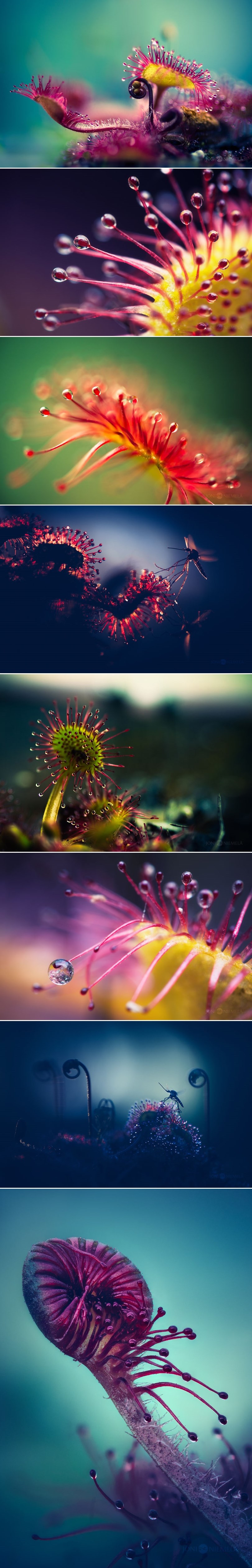 GALERIJA: Vanzemaljski prekrasna mesožderka