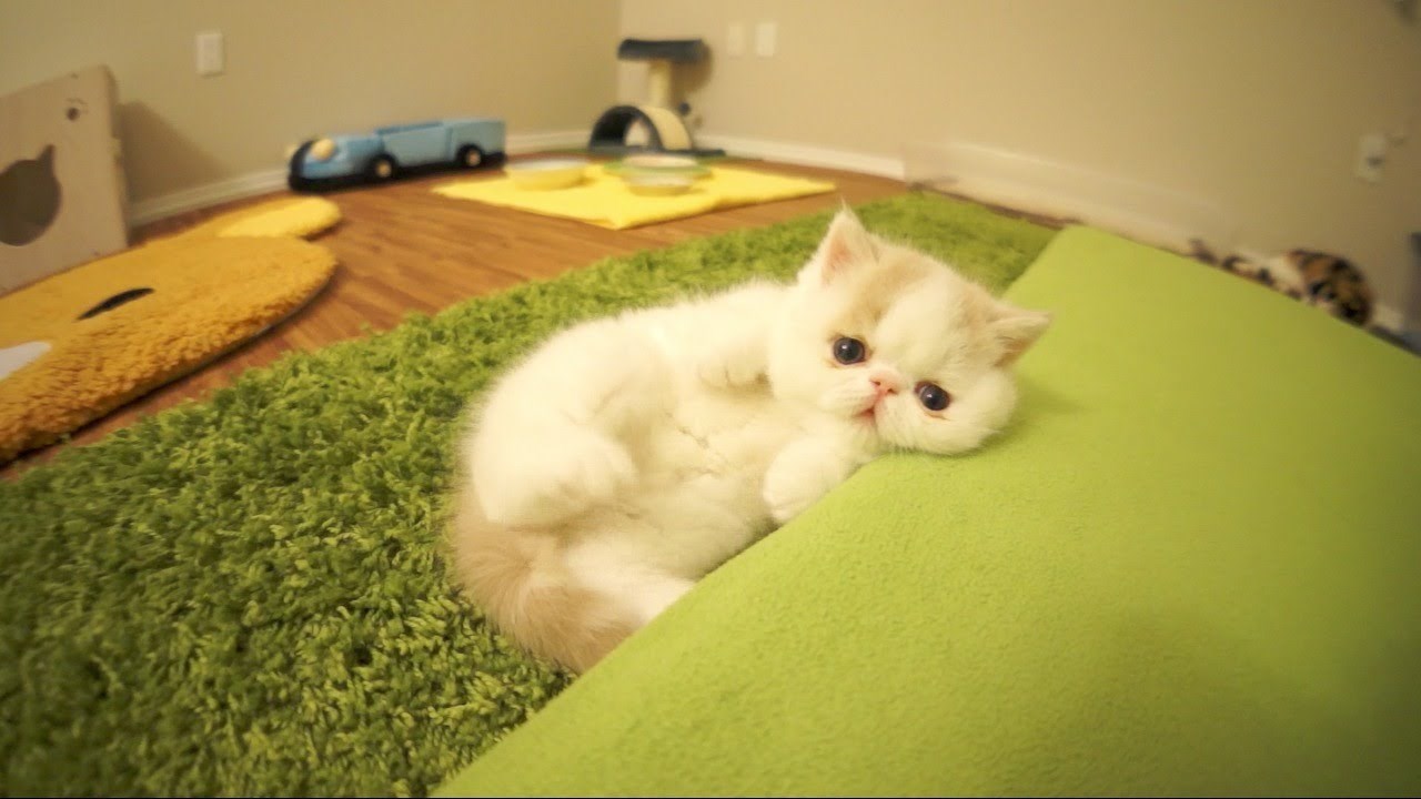 VIDEO: Miceku se ne sviđa kamera, ali je prešeprtljav da pobjegne