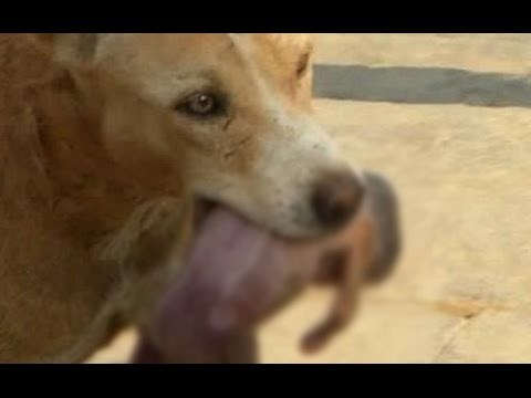 VIDEO: Najdirljivija priča na svijetu - pas pronašao napuštenu bebicu i spasio joj život!