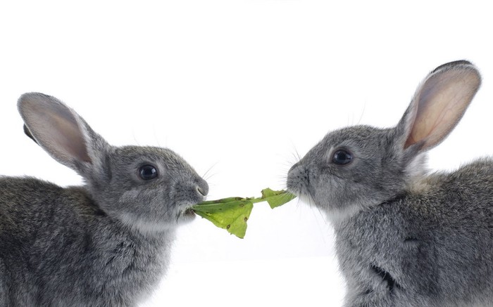 Kad zeko podivlja: Ni salata bez rata