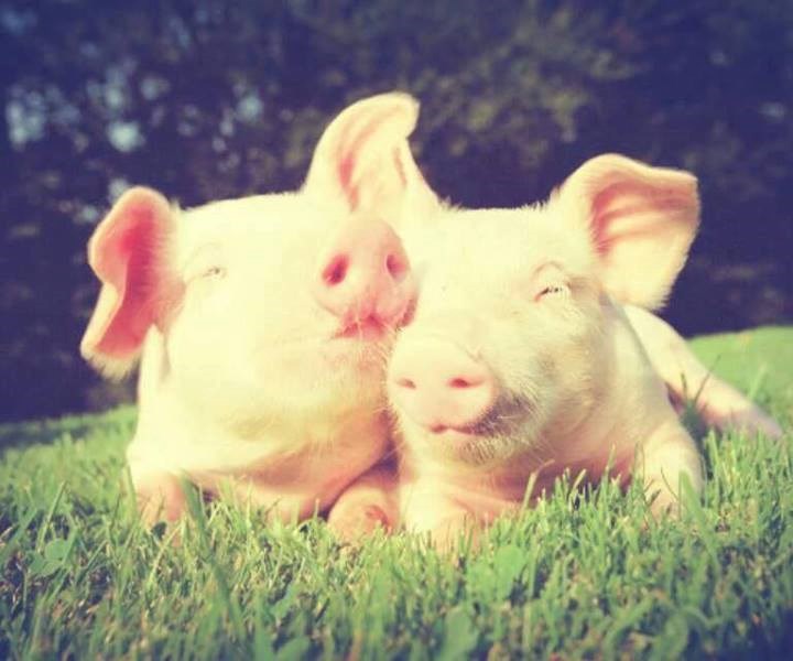 Ma prasica moja draga, cmok cmok, ljubim te!