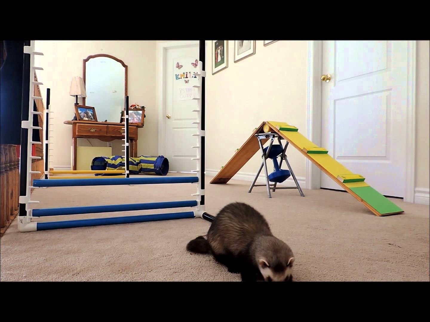 VIDEO: Kad imaš volje i pravi pristup i tvorovi rade agility