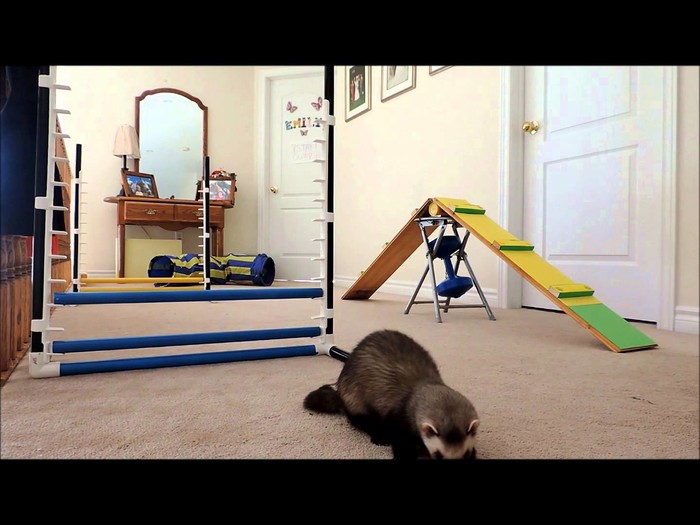VIDEO: Kad imaš volje i pravi pristup i tvorovi rade agility