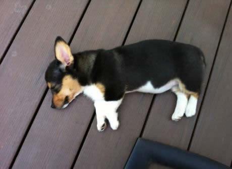 Psiću dosta mora i vrućina, probudite ga kad padne snijeg