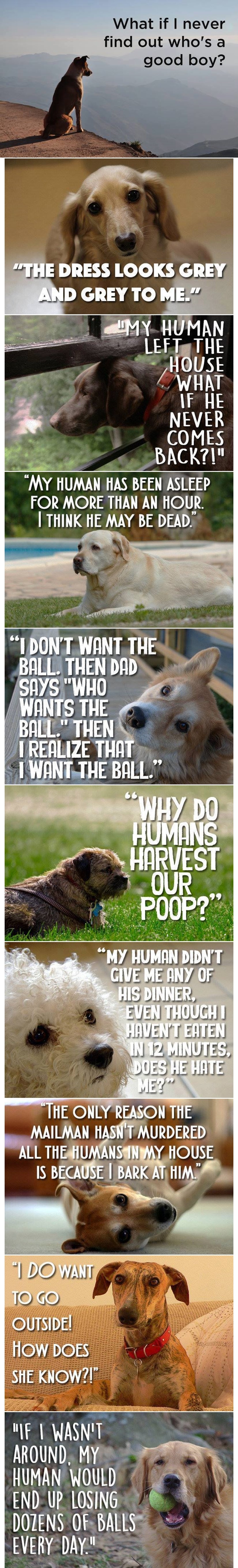 Što se mota po psećim glavama?