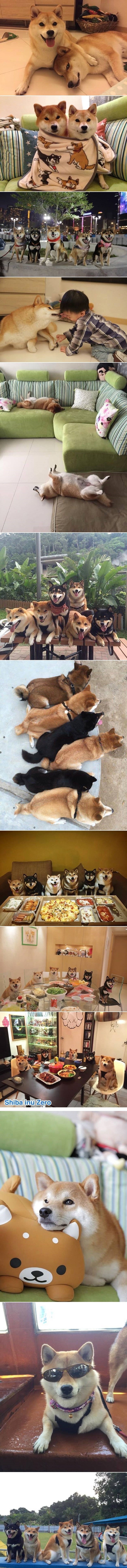 GALERIJA: U gostima kod obitelji Zakonpasić