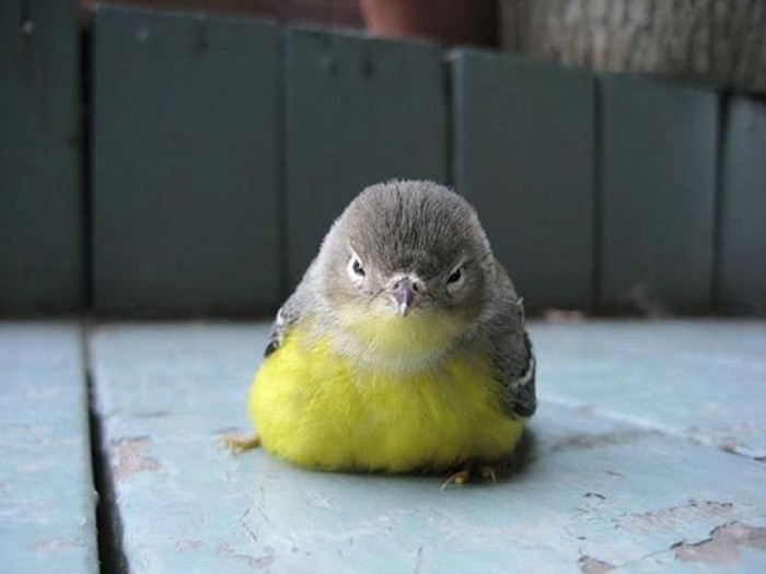 Angry Birds original