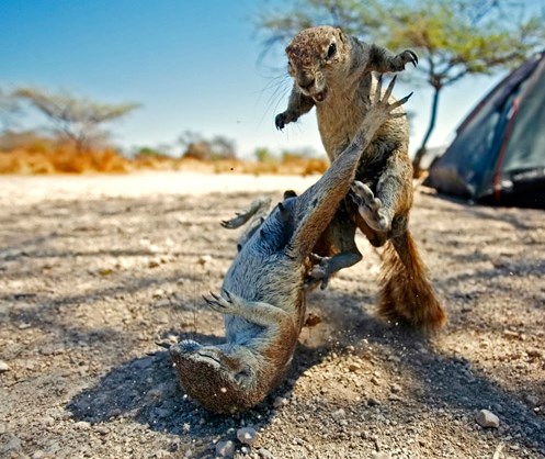 Borba do zadnjeg oraha: Kung fu vjeverice misle ozbiljno