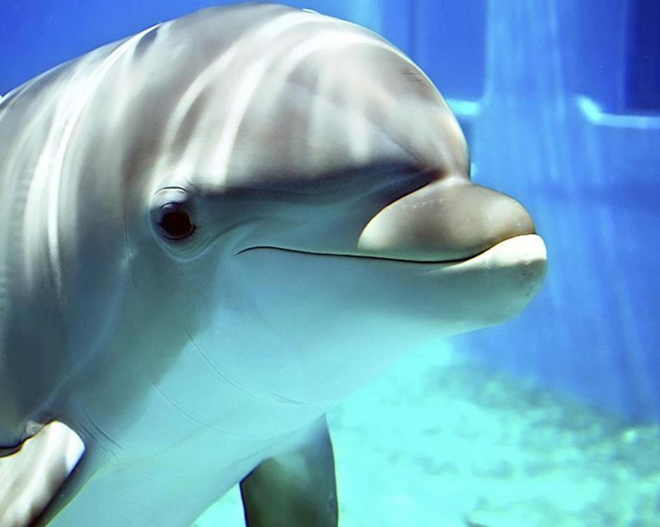 Rođo, oboje smo sisavci, aj ti mene fino pusti u more, a?