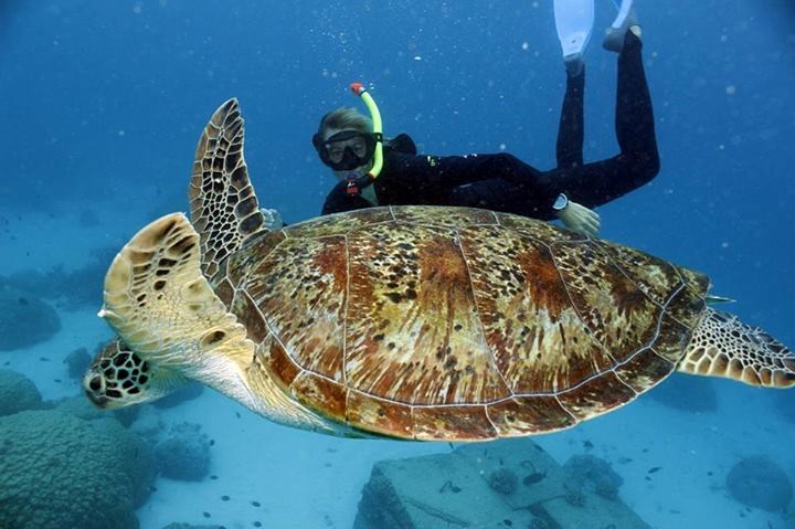 Tko bi zaplivao s "kornjačicom"?