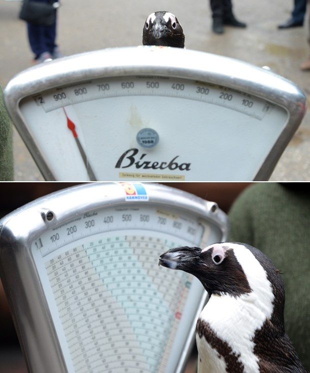 Daj, zafrkavaš, nemoguće da sam se tak zdebljal za blagdane!