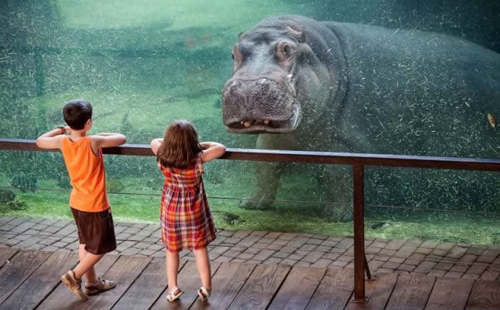 Buraz, ma jel to vodenkonj? Mhm, nije baš ko iz Kinder jaja