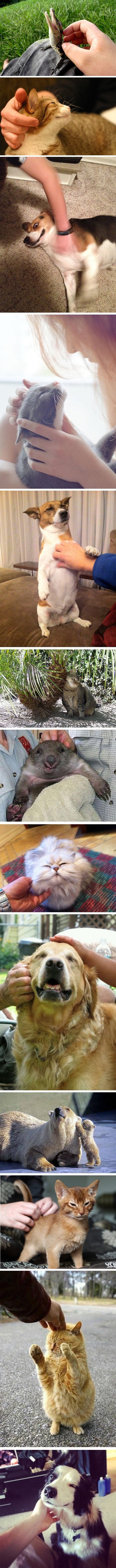 Preslatke živinice guštaju u češkanju