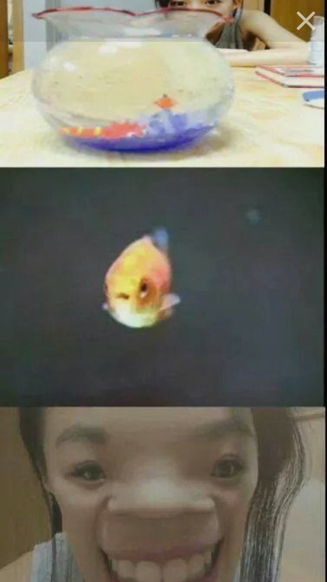 Galerija: Kako zlatne ribice vide ljude?