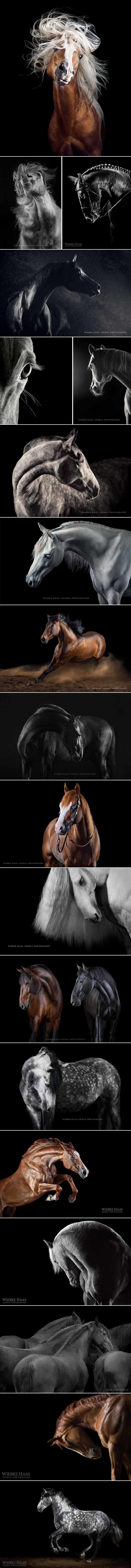 Odlučila je slijediti svoj san i umjesto mrtvila ureda - fotografirati konje!