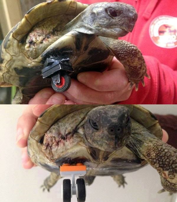 "Kiborg" kornjača dobila trkaći kotač umjesto noge