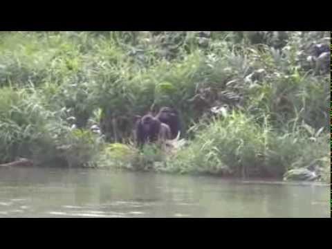 S gorilama je provela djetinjstvo, a 12 godina kasnije ponovno su se sreli.. nema riječi!