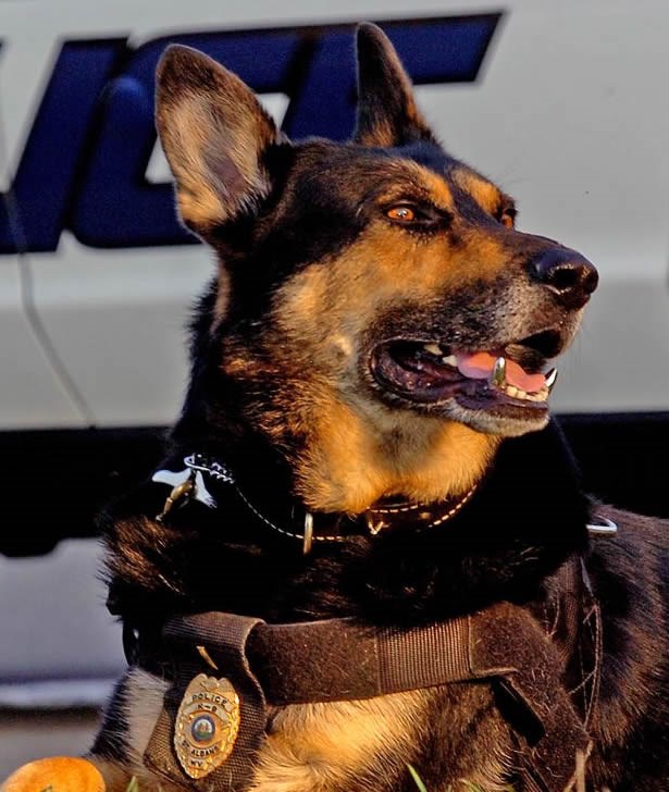 Policijski pas s očnjacima od titana