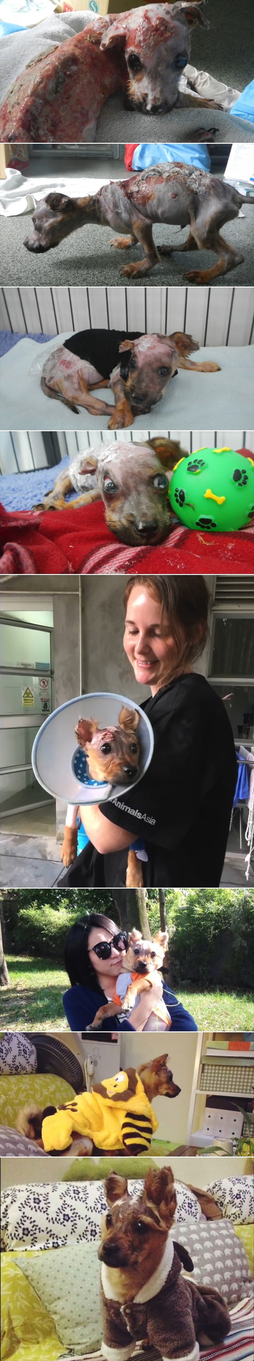 Vlasnik ga je kaznio na najokrutniji način ikad - ali snaga ovog psića pobijedila je svu bol!