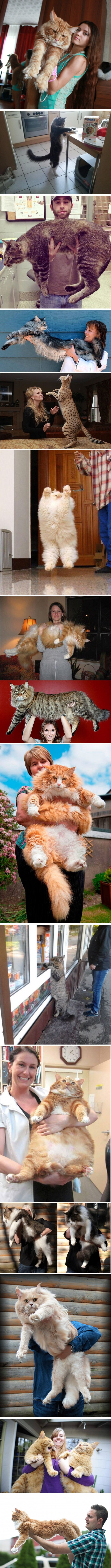 15 ogromnih mačaka za koje nećete vjerovati da postoje