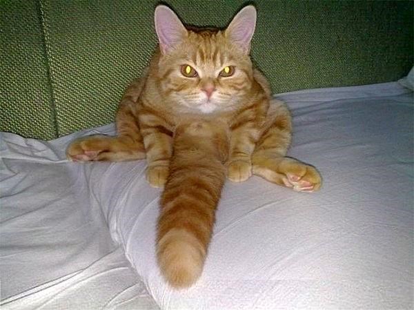 Mačja verzija pijanog prostaka