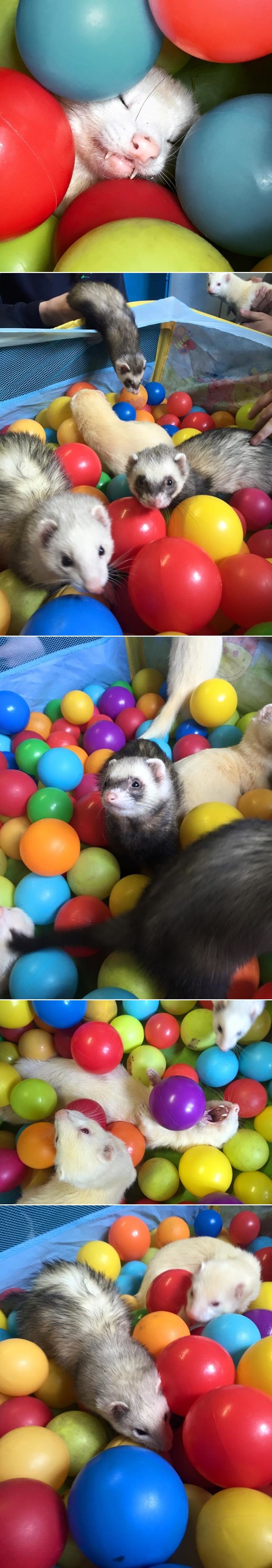 GALERIJA: Medeni pitom tvorići dobili vlastiti vrtić za igranje