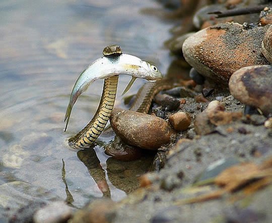Hrabra zmija spasila ribu od utapanja