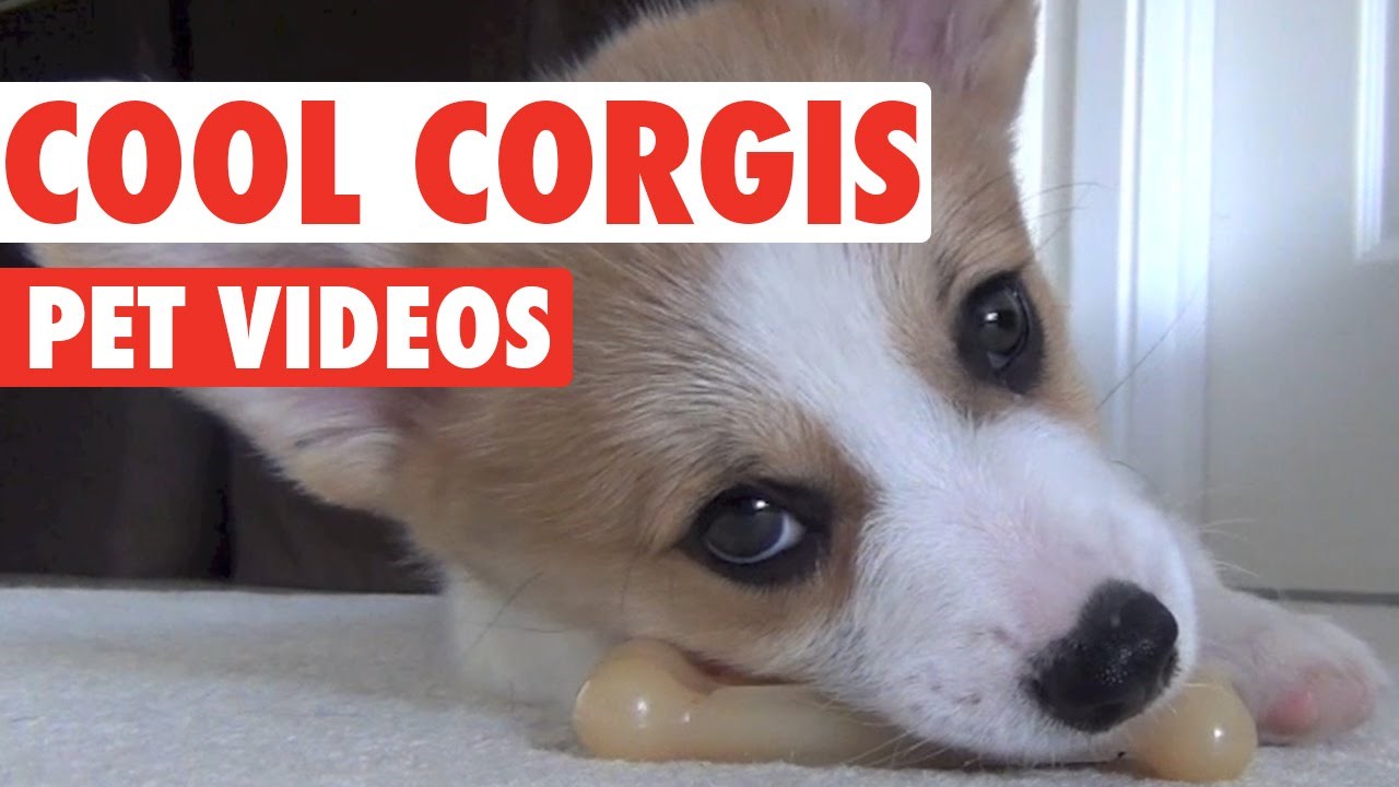 DOBRO JUTRO! Evo zašto svi vole korgiće!