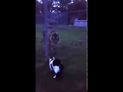 VIDEO: Micek upoznao tigra i utjerao mu strah u kosti