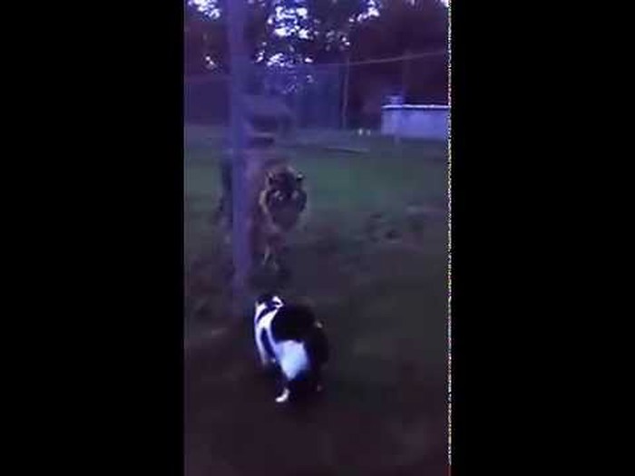 VIDEO: Micek upoznao tigra i utjerao mu strah u kosti