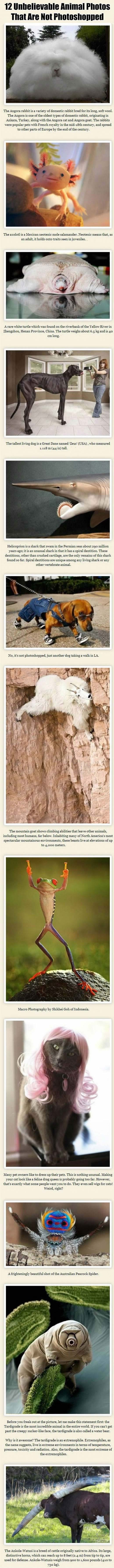 Neobične životinje, a nije Photoshop