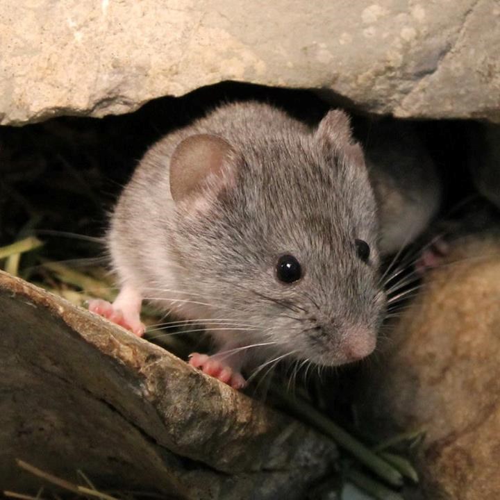 Njušim li ja to sir negdje?