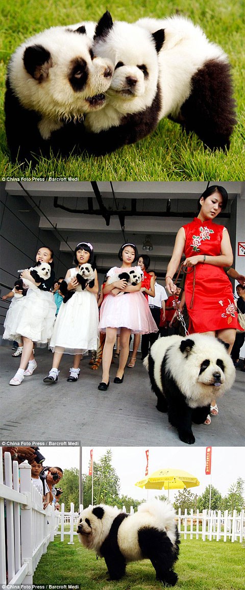 Panda psi: Čiji se to peso zaigrao s medvjedicom?