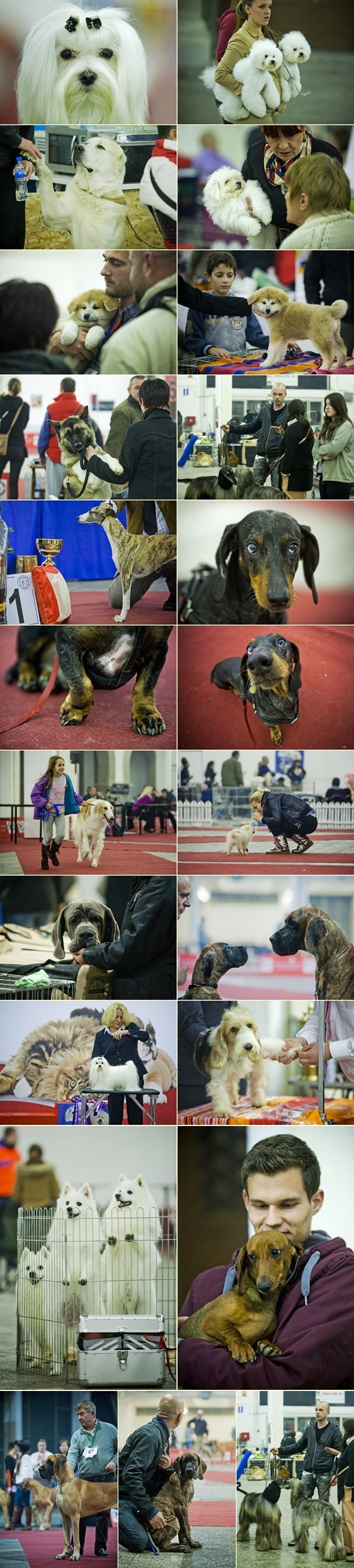 Preslatki čupavci na psećoj izložbi u Zagrebu