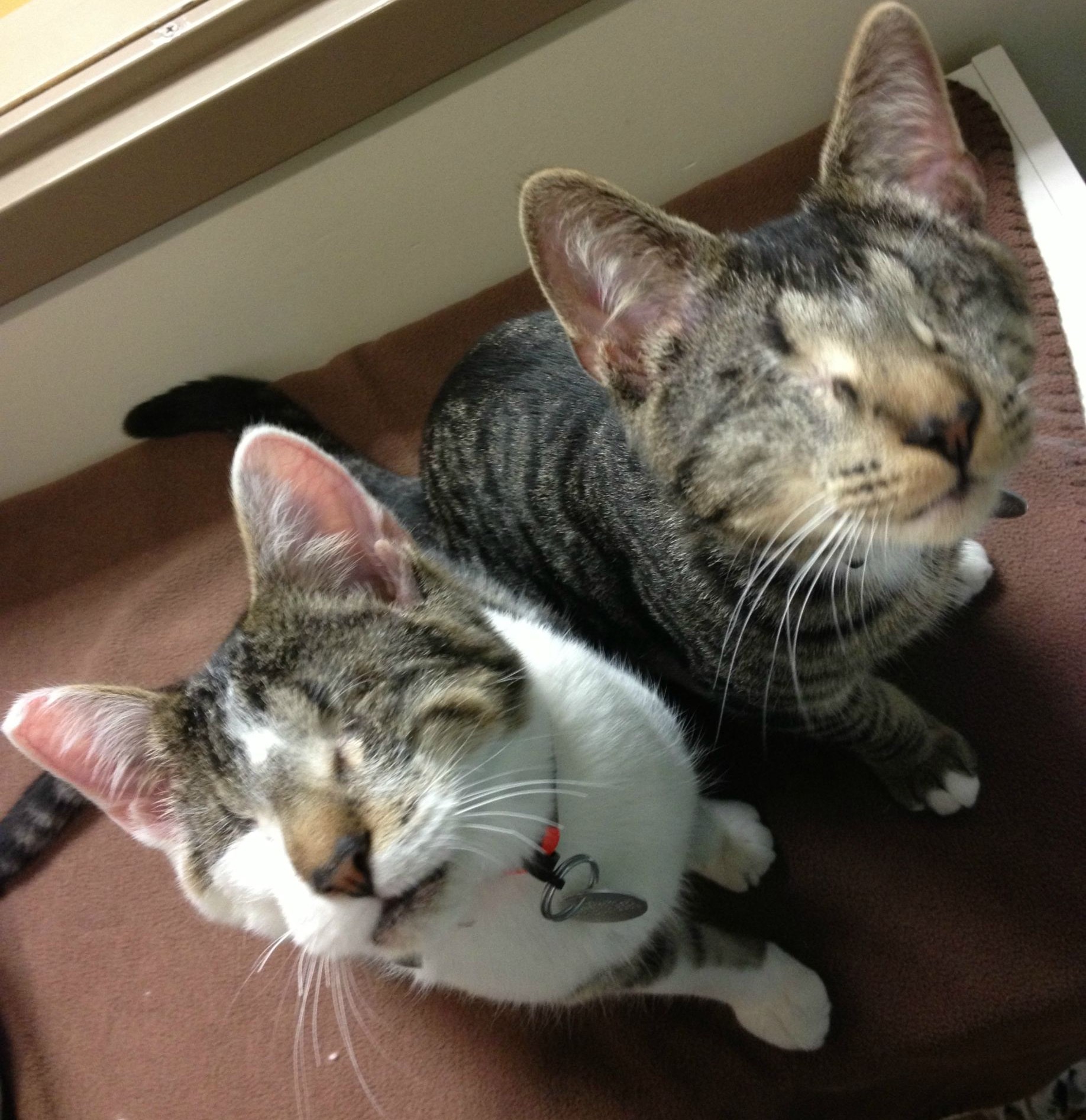 Špek i Jaja - mačići rođeni bez očiju