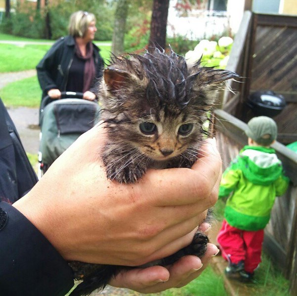 Malena maca spašena iz šume i udomljena kod dobrih ljudi