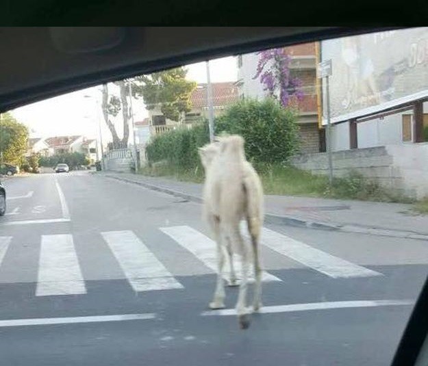 Deva u Zadru, Hrvatska kao Sahara!