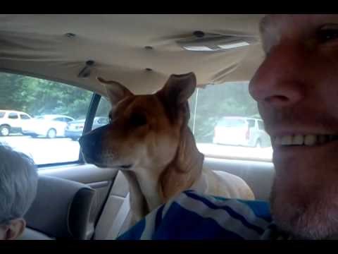 VIDEO Kujica je vlasniku jasno dala do znanja da je jako nezadovoljna kad je shvatila da idu kod veterinara