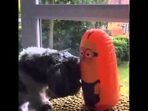 VIDEO: Dobio što je tražio - ni baloni nisu imuni na provokacije