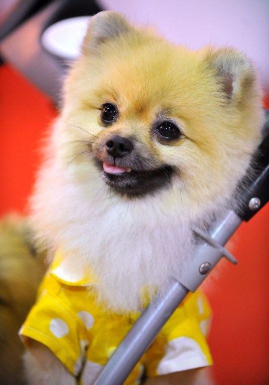 Pufasti psić - slatkiš i pol