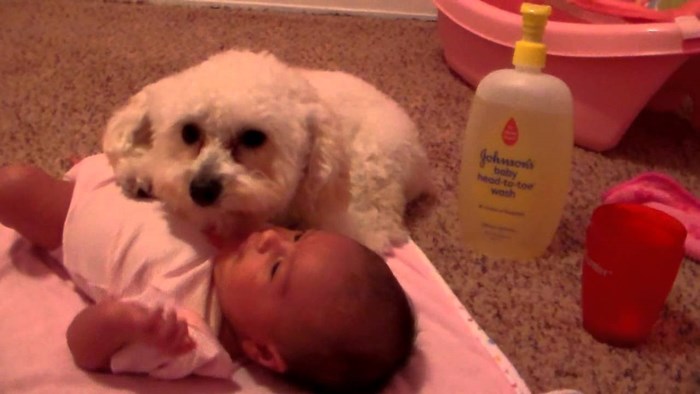 VIDEO: I život riskirati u zaštitu svoje prijateljice bebe - psić protiv usisavača!