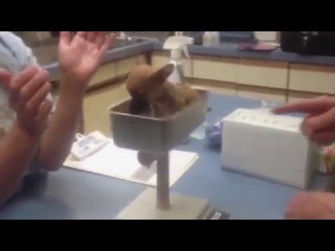 Klinka taman zaspala, psić odlučio napraviti frku