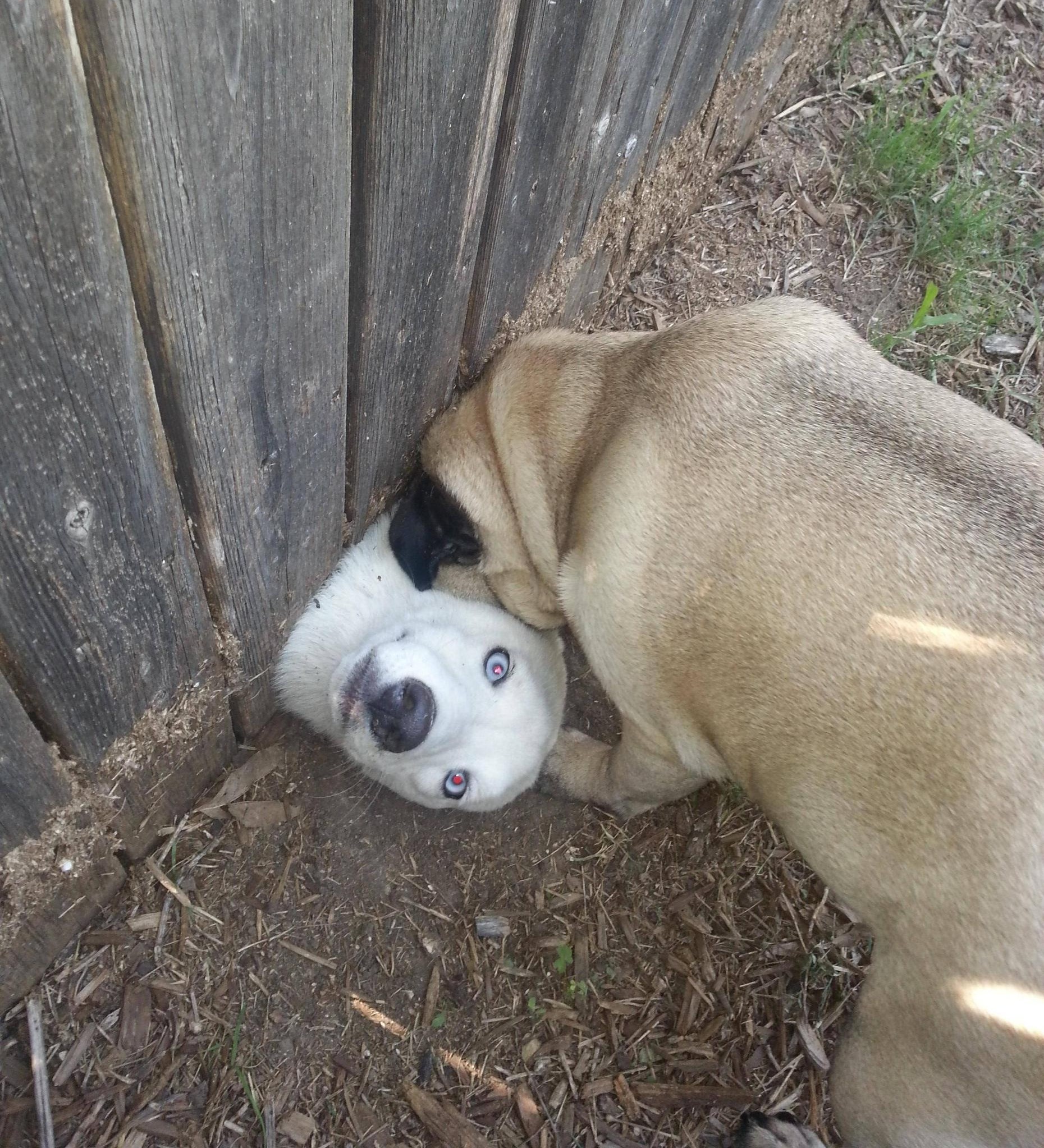 Hej, susjed, ja malo virnuo vidjeti šta ima!