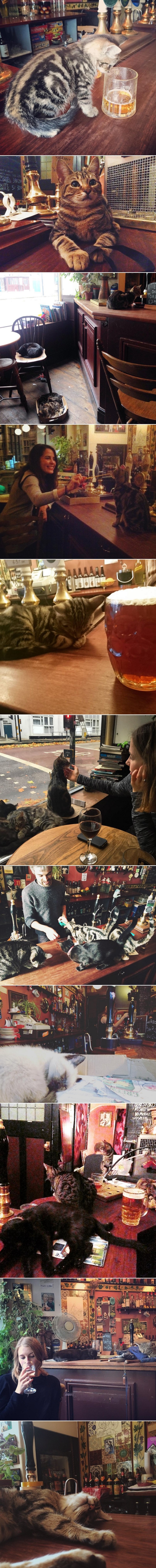 GALERIJA: Pub za mačke dopustio ulaz i ljudima