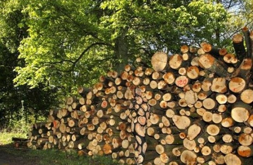 Na prvi pogled samo hrpa drva - vidite li ženu?