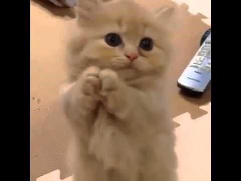 MACA IZDRESIRALA LJUDE: Naučila ih da joj daju hrane kad spoji šapice, pametnica mala!