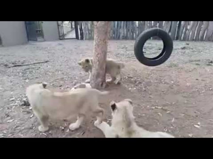KOJA FACA: Mali gladni psić otjerao 10 puta veće lavove!