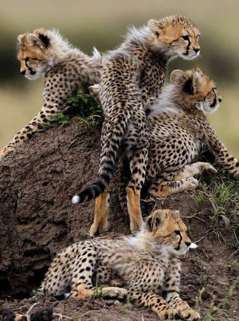 Znate li priču kako je gepard dobio "crne suze" po licu?