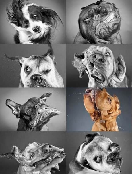 Face koje ti psi rade iza leđa dok ne gledaš