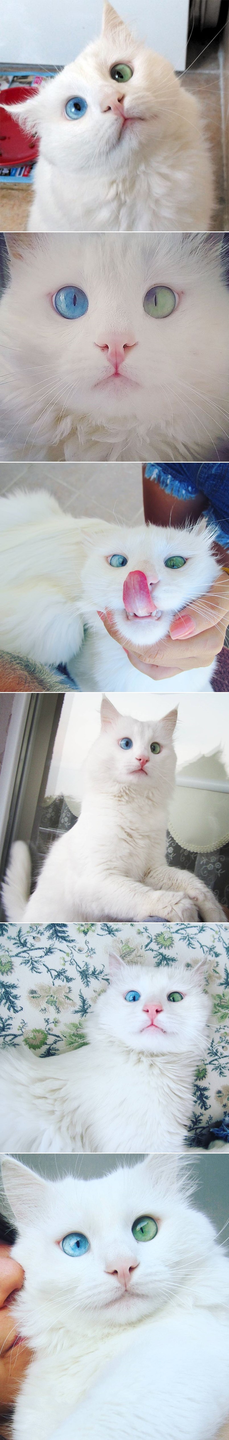 Šarene oči ove zbunjene mace će vas hipnotizirati